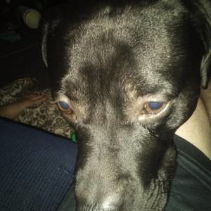 Meet your Posher, Charles